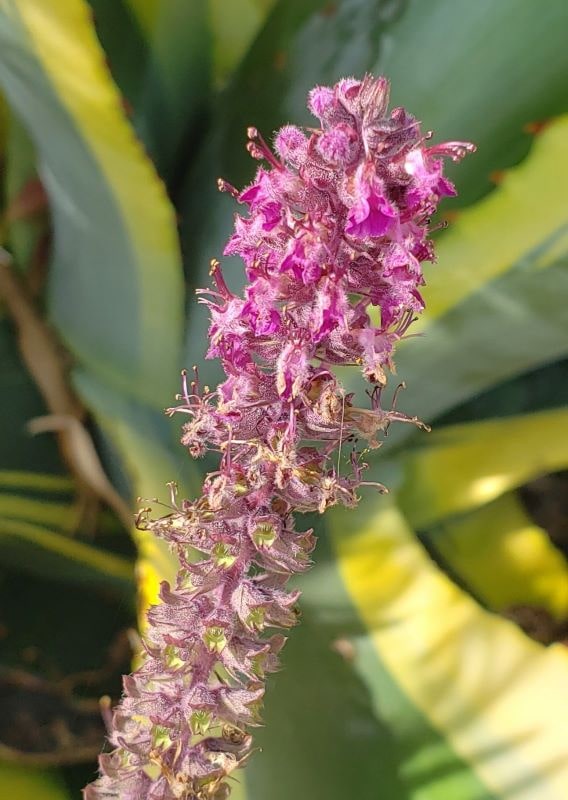 Da Vancouver (Canada): cv di Teucrium hircanicum (Lamiaceae)